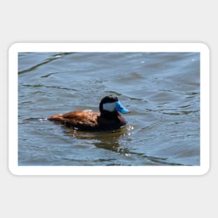 Ruddy Duck. Sticker